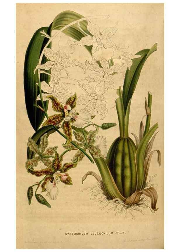 Reproducción/Reproduction 49492877417: Flore des serres et des jardins de l'Europe. A Gand :chez Louis van Houtte, eÌditeur,1845-1880.. 