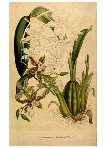 Reproducción/Reproduction 49492877417: Flore des serres et des jardins de l'Europe. A Gand :chez Louis van Houtte, eÌditeur,1845-1880.. 