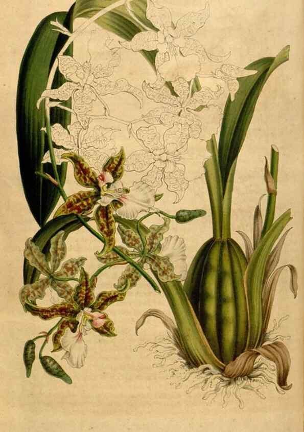 Reproducción/Reproduction 49492877417: Flore des serres et des jardins de l'Europe. A Gand :chez Louis van Houtte, eÌditeur,1845-1880.. 