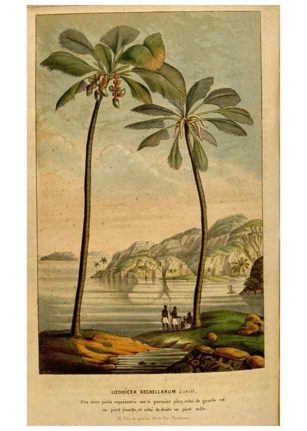 Reproducción/Reproduction 49492877742: Flore des serres et des jardins de l'Europe. A Gand :chez Louis van Houtte, eÌditeur,1845-1880.. 