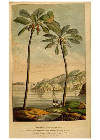 Reproducción/Reproduction 49492877742: Flore des serres et des jardins de l'Europe. A Gand :chez Louis van Houtte, eÌditeur,1845-1880.. 