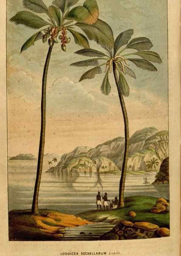 Reproducción/Reproduction 49492877742: Flore des serres et des jardins de l'Europe. A Gand :chez Louis van Houtte, eÌditeur,1845-1880.. 
