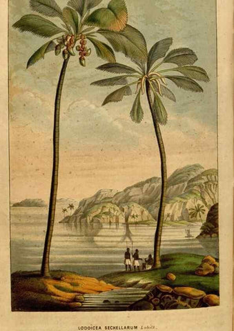 Reproducción/Reproduction 49492877742: Flore des serres et des jardins de l'Europe. A Gand :chez Louis van Houtte, eÌditeur,1845-1880.. 