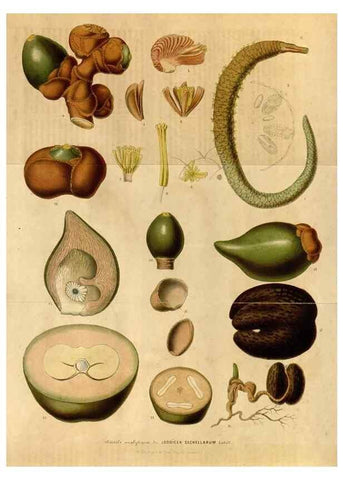 Reproducción/Reproduction 49492878132: Flore des serres et des jardins de l'Europe. A Gand :chez Louis van Houtte, eÌditeur,1845-1880.. 