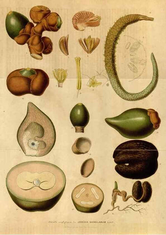 Reproducción/Reproduction 49492878132: Flore des serres et des jardins de l'Europe. A Gand :chez Louis van Houtte, eÌditeur,1845-1880.. 