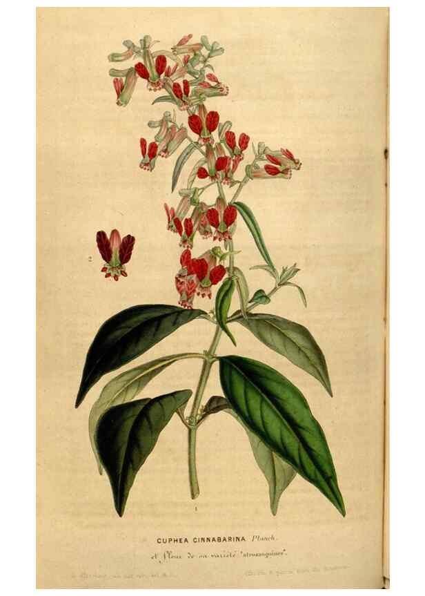 Reproducción/Reproduction 49492878417: Flore des serres et des jardins de l'Europe. A Gand :chez Louis van Houtte, eÌditeur,1845-1880.. 