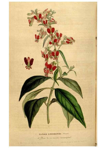 Reproducción/Reproduction 49492878417: Flore des serres et des jardins de l'Europe. A Gand :chez Louis van Houtte, eÌditeur,1845-1880.. 