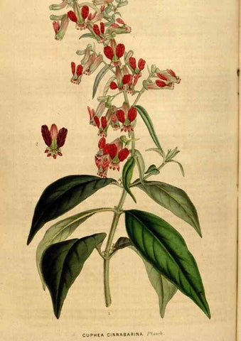 Reproducción/Reproduction 49492878417: Flore des serres et des jardins de l'Europe. A Gand :chez Louis van Houtte, eÌditeur,1845-1880.. 