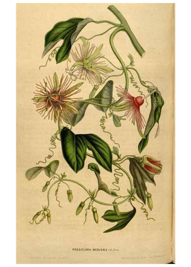 Reproducción/Reproduction 49492878742: Flore des serres et des jardins de l'Europe. A Gand :chez Louis van Houtte, eÌditeur,1845-1880.. 