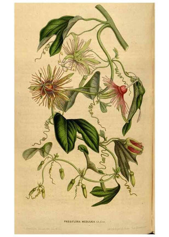 Reproducción/Reproduction 49492878742: Flore des serres et des jardins de l'Europe. A Gand :chez Louis van Houtte, eÌditeur,1845-1880.. 