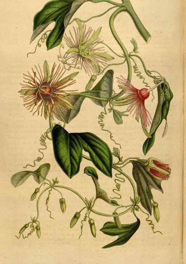 Reproducción/Reproduction 49492878742: Flore des serres et des jardins de l'Europe. A Gand :chez Louis van Houtte, eÌditeur,1845-1880.. 