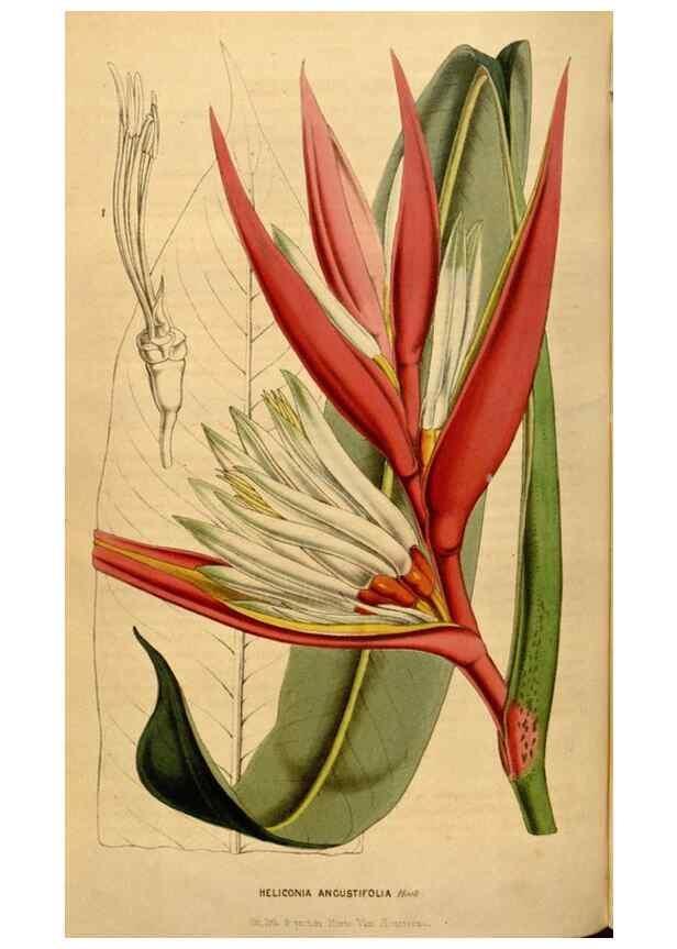 Reproducción/Reproduction 49492167323: Flore des serres et des jardins de l'Europe. A Gand :chez Louis van Houtte, eÌditeur,1845-1880.. 