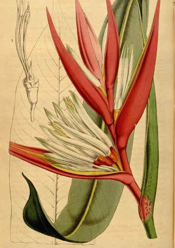 Reproducción/Reproduction 49492167323: Flore des serres et des jardins de l'Europe. A Gand :chez Louis van Houtte, eÌditeur,1845-1880.. 