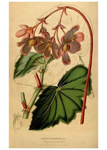 Reproducción/Reproduction 49492668441: Flore des serres et des jardins de l'Europe. A Gand :chez Louis van Houtte, eÌditeur,1845-1880.. 