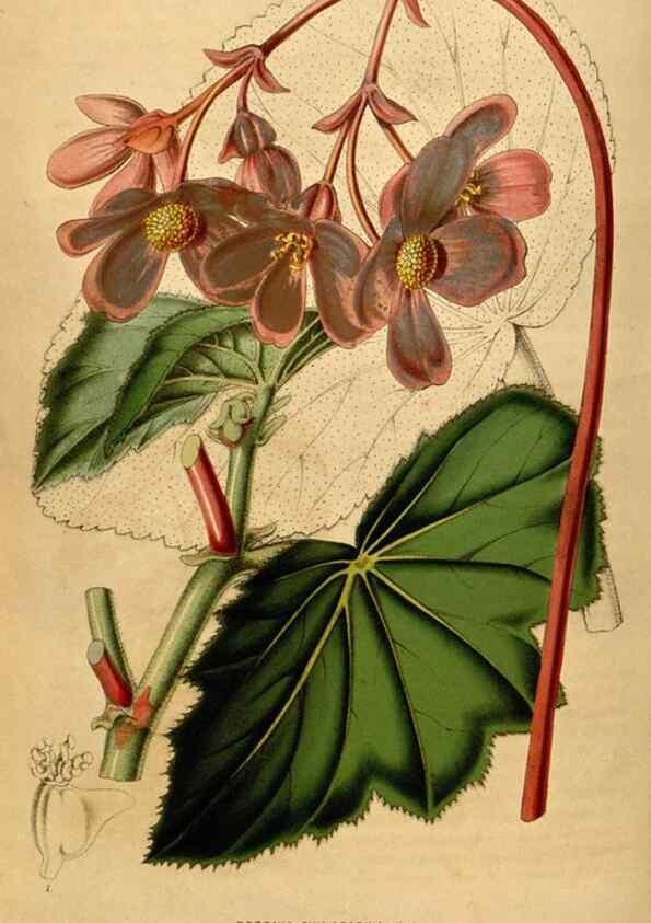 Reproducción/Reproduction 49492668441: Flore des serres et des jardins de l'Europe. A Gand :chez Louis van Houtte, eÌditeur,1845-1880.. 