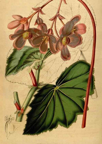 Reproducción/Reproduction 49492668441: Flore des serres et des jardins de l'Europe. A Gand :chez Louis van Houtte, eÌditeur,1845-1880.. 