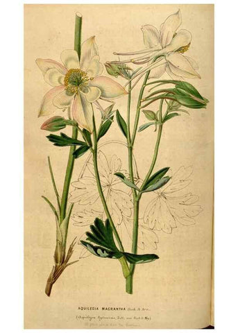 Reproducción/Reproduction 49492879737: Flore des serres et des jardins de l'Europe. A Gand :chez Louis van Houtte, eÌditeur,1845-1880.. 