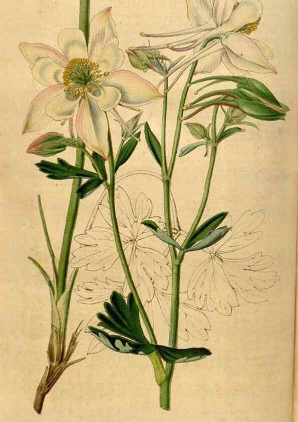 Reproducción/Reproduction 49492879737: Flore des serres et des jardins de l'Europe. A Gand :chez Louis van Houtte, eÌditeur,1845-1880.. 