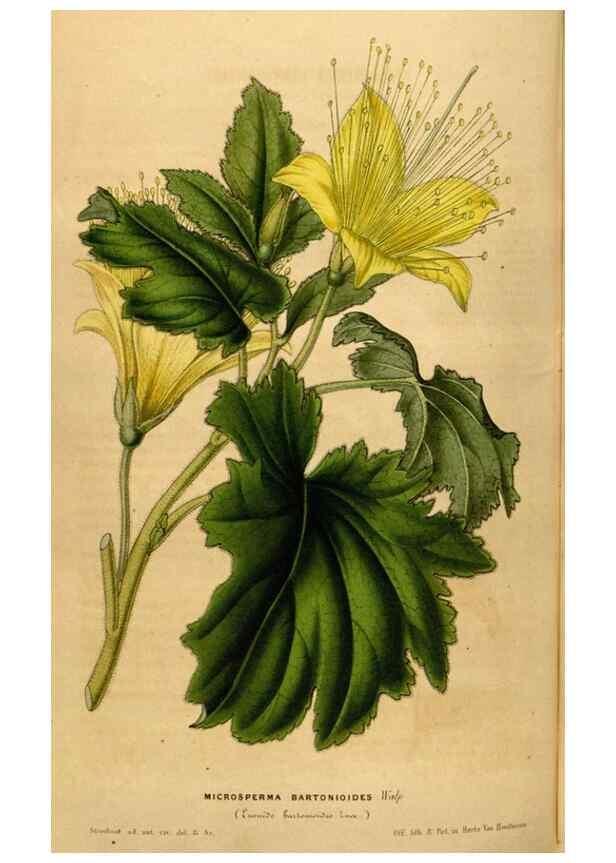 Reproducción/Reproduction 49492880057: Flore des serres et des jardins de l'Europe. A Gand :chez Louis van Houtte, eÌditeur,1845-1880.. 