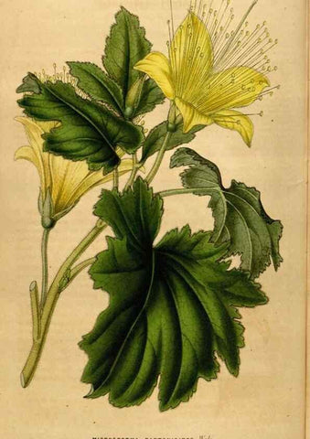Reproducción/Reproduction 49492880057: Flore des serres et des jardins de l'Europe. A Gand :chez Louis van Houtte, eÌditeur,1845-1880.. 