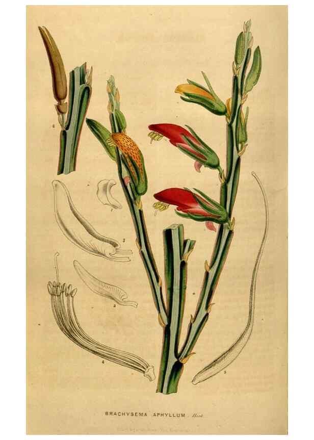 Reproducción/Reproduction 49492669476: Flore des serres et des jardins de l'Europe. A Gand :chez Louis van Houtte, eÌditeur,1845-1880.. 