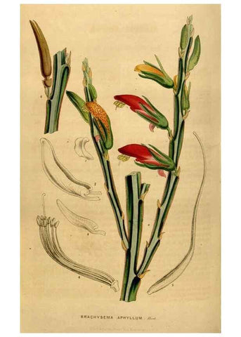 Reproducción/Reproduction 49492669476: Flore des serres et des jardins de l'Europe. A Gand :chez Louis van Houtte, eÌditeur,1845-1880.. 