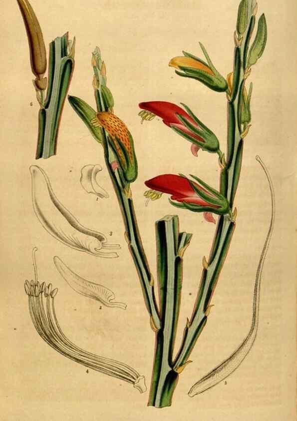 Reproducción/Reproduction 49492669476: Flore des serres et des jardins de l'Europe. A Gand :chez Louis van Houtte, eÌditeur,1845-1880.. 