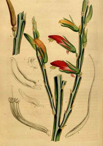 Reproducción/Reproduction 49492669476: Flore des serres et des jardins de l'Europe. A Gand :chez Louis van Houtte, eÌditeur,1845-1880.. 