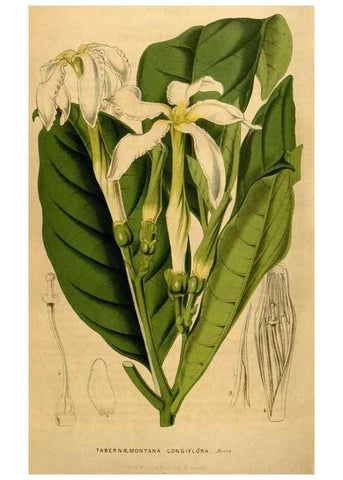 Reproducción/Reproduction 49492168988: Flore des serres et des jardins de l'Europe. A Gand :chez Louis van Houtte, eÌditeur,1845-1880.. 