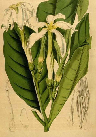Reproducción/Reproduction 49492168988: Flore des serres et des jardins de l'Europe. A Gand :chez Louis van Houtte, eÌditeur,1845-1880.. 