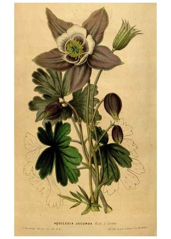 Reproducción/Reproduction 49492670011: Flore des serres et des jardins de l'Europe. A Gand :chez Louis van Houtte, eÌditeur,1845-1880.. 