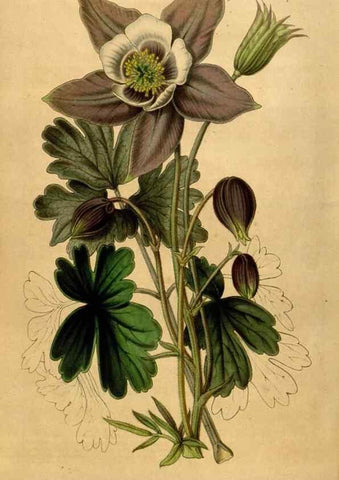 Reproducción/Reproduction 49492670011: Flore des serres et des jardins de l'Europe. A Gand :chez Louis van Houtte, eÌditeur,1845-1880.. 