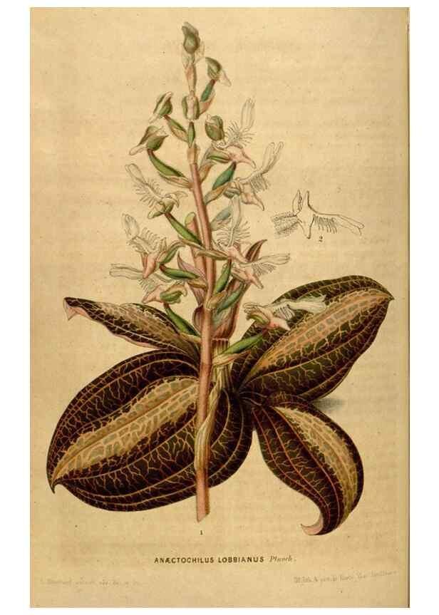 Reproducción/Reproduction 49492164773: Flore des serres et des jardins de l'Europe. A Gand :chez Louis van Houtte, eÌditeur,1845-1880.. 