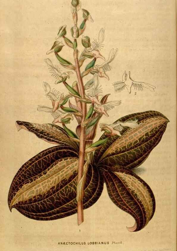 Reproducción/Reproduction 49492164773: Flore des serres et des jardins de l'Europe. A Gand :chez Louis van Houtte, eÌditeur,1845-1880.. 