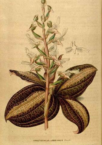 Reproducción/Reproduction 49492164773: Flore des serres et des jardins de l'Europe. A Gand :chez Louis van Houtte, eÌditeur,1845-1880.. 