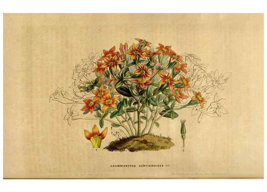 Reproducción/Reproduction 49492164468: Flore des serres et des jardins de l'Europe. A Gand :chez Louis van Houtte, eÌditeur,1845-1880.. 