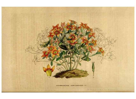 Reproducción/Reproduction 49492164468: Flore des serres et des jardins de l'Europe. A Gand :chez Louis van Houtte, eÌditeur,1845-1880.. 
