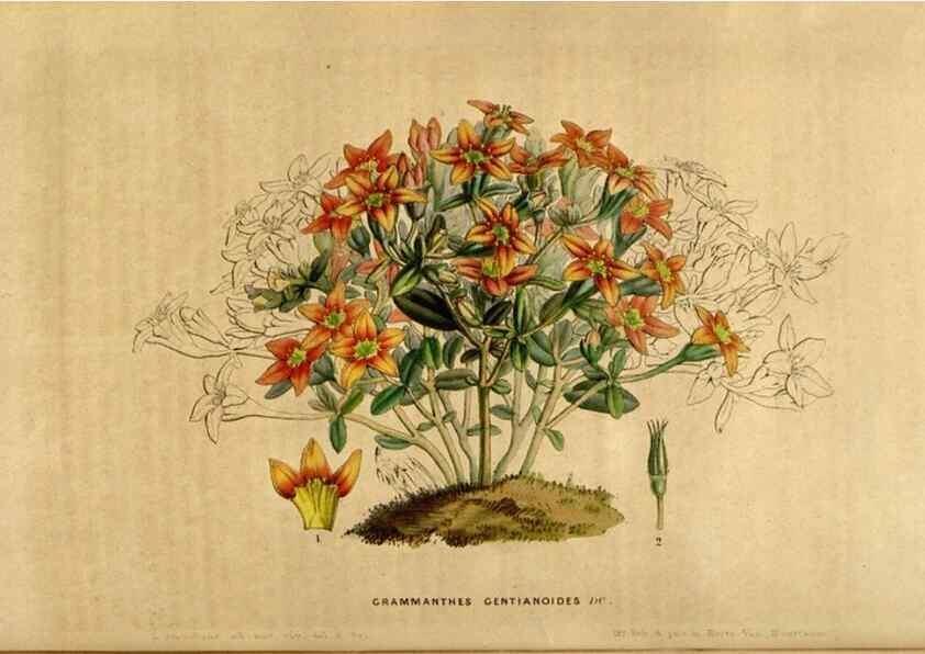 Reproducción/Reproduction 49492164468: Flore des serres et des jardins de l'Europe. A Gand :chez Louis van Houtte, eÌditeur,1845-1880.. 