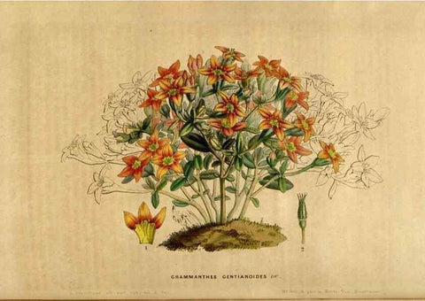 Reproducción/Reproduction 49492164468: Flore des serres et des jardins de l'Europe. A Gand :chez Louis van Houtte, eÌditeur,1845-1880.. 