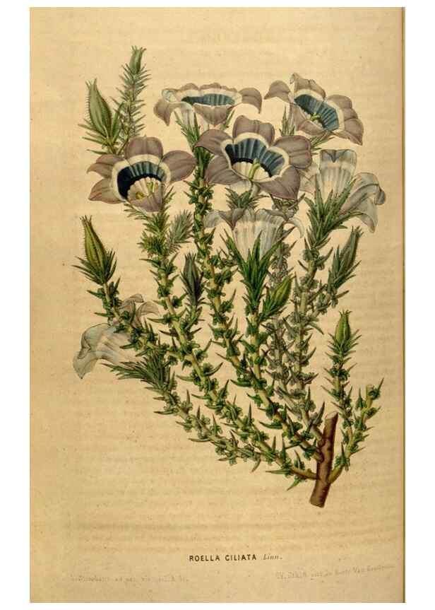 Reproducción/Reproduction 49492875992: Flore des serres et des jardins de l'Europe. A Gand :chez Louis van Houtte, eÌditeur,1845-1880.. 
