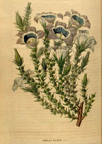 Reproducción/Reproduction 49492875992: Flore des serres et des jardins de l'Europe. A Gand :chez Louis van Houtte, eÌditeur,1845-1880.. 