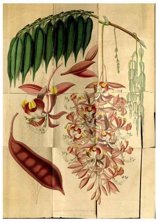 Reproducción/Reproduction 49492164008: Flore des serres et des jardins de l'Europe. A Gand :chez Louis van Houtte, eÌditeur,1845-1880.. 