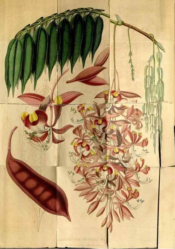 Reproducción/Reproduction 49492164008: Flore des serres et des jardins de l'Europe. A Gand :chez Louis van Houtte, eÌditeur,1845-1880.. 