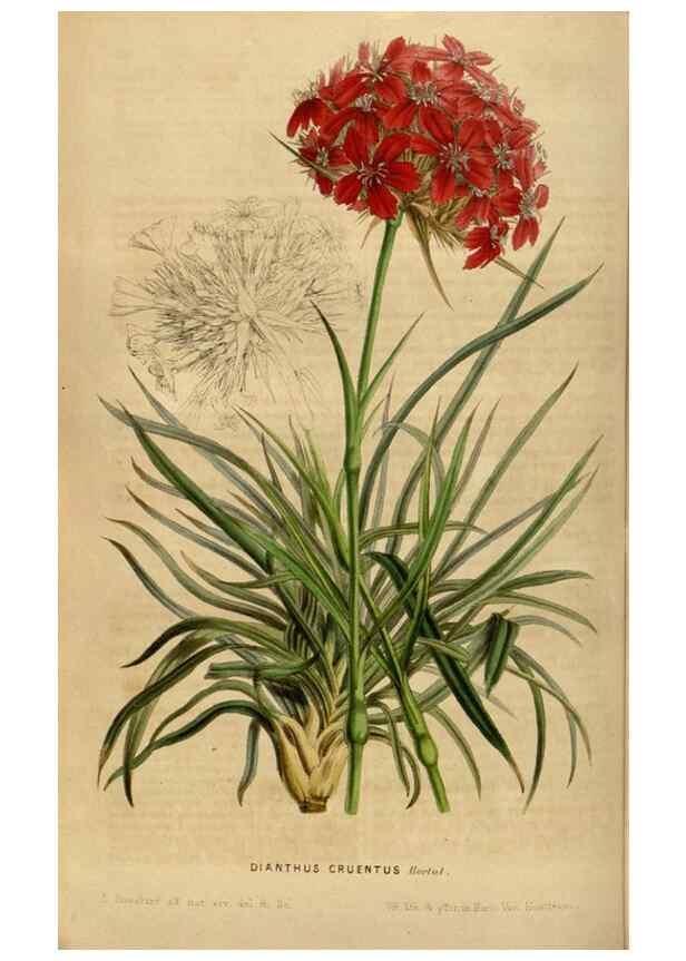 Reproducción/Reproduction 49492158453: Flore des serres et des jardins de l'Europe. A Gand :chez Louis van Houtte, eÌditeur,1845-1880.. 