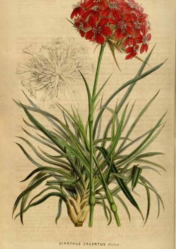 Reproducción/Reproduction 49492158453: Flore des serres et des jardins de l'Europe. A Gand :chez Louis van Houtte, eÌditeur,1845-1880.. 