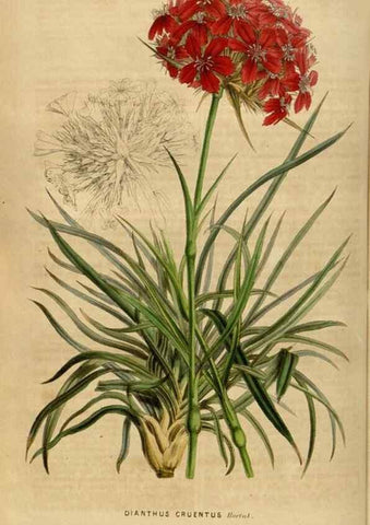 Reproducción/Reproduction 49492158453: Flore des serres et des jardins de l'Europe. A Gand :chez Louis van Houtte, eÌditeur,1845-1880.. 