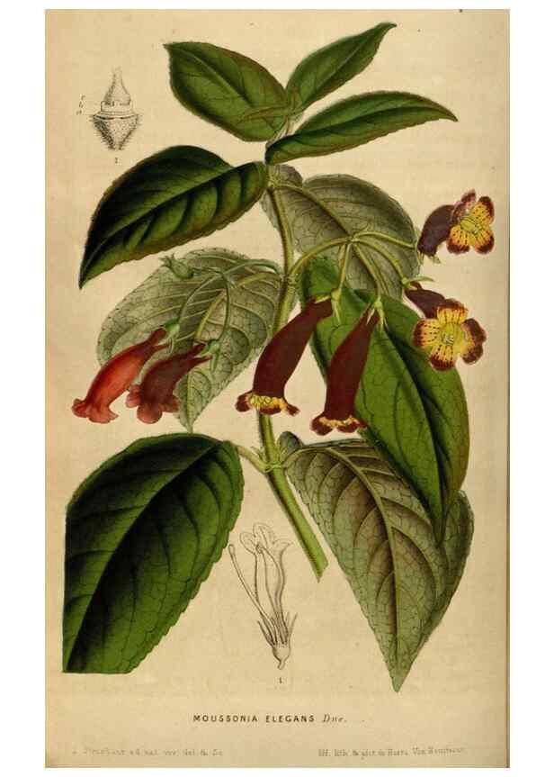Reproducción/Reproduction 49492870502: Flore des serres et des jardins de l'Europe. A Gand :chez Louis van Houtte, eÌditeur,1845-1880.. 