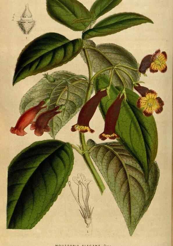 Reproducción/Reproduction 49492870502: Flore des serres et des jardins de l'Europe. A Gand :chez Louis van Houtte, eÌditeur,1845-1880.. 