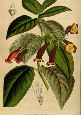Reproducción/Reproduction 49492870502: Flore des serres et des jardins de l'Europe. A Gand :chez Louis van Houtte, eÌditeur,1845-1880.. 