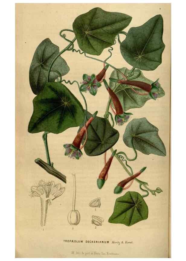 Reproducción/Reproduction 49492659726: Flore des serres et des jardins de l'Europe. A Gand :chez Louis van Houtte, eÌditeur,1845-1880.. 